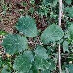 Rubus winteri leaf picture by Jean-René Girardeau (cc-by-sa)