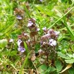 Ajuga reptans habit picture by Jonas Kabsch (cc-by-sa)