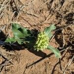 Asclepias viridiflora flower picture by Casey Riggs (cc-by-sa)