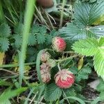 Fragaria viridis fruit picture by sabadinj alessio (cc-by-sa)