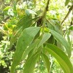 Psittacanthus rhynchanthus leaf picture by Shehadi Ramiz (cc-by-sa)