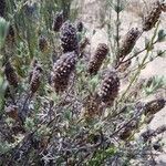 Lavandula stoechas fruit picture by Pierangelo (cc-by-sa)