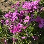 Phlox subulata flower picture by Kamila Stejskalova (cc-by-sa)