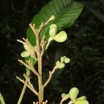 Conchocarpus nicaraguensis fruit picture by Nelson Zamora Villalobos (cc-by-nc)