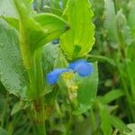 Commelina diffusa fruit picture by susan brown (cc-by-sa)