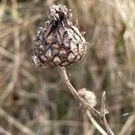 Centaurea scabiosa fruit picture by David Hocken (cc-by-sa)