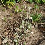 Antennaria neglecta habit picture by tufty_jam_bean (cc-by-sa)