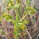 Euphorbia terracina flower picture by Renaud Brochiero (cc-by-sa)