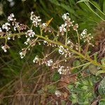 Saxifraga cotyledon habit picture by Martin Bishop (cc-by-sa)