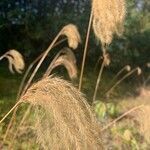 Miscanthus nepalensis flower picture by marisa_10 (cc-by-sa)