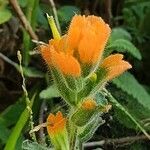 Castilleja affinis flower picture by bill oconnor (cc-by-sa)