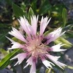 Centaurea pullata flower picture by González Navarro (cc-by-sa)