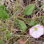 Convolvulus arvensis habit picture by Gaël Covain (cc-by-sa)