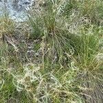 Stipa pennata habit picture by Jacques Zuber (cc-by-sa)