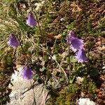 Soldanella pusilla flower picture by christiane kanitzer (cc-by-sa)