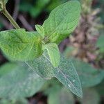 Gutenbergia cordifolia leaf picture by Maarten Vanhove (cc-by-sa)