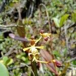 Epidendrum cylindraceum flower picture by Gabriel OLLIVIER (cc-by-sa)