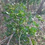 Hedera helix habit picture by Thierry LE COM (cc-by-sa)