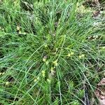 Carex echinata leaf picture by Jene T (cc-by-sa)