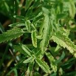 Nepeta nepetella leaf picture by Laurent Ledante (cc-by-sa)