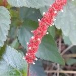 Acalypha multicaulis flower picture by Trap Hers (cc-by-sa)