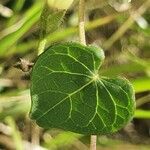 Ipomoea obscura leaf picture by susan brown (cc-by-sa)