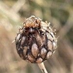 Centaurea scabiosa fruit picture by David Hocken (cc-by-sa)