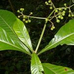 Psychotria grandis leaf picture by Nelson Zamora Villalobos (cc-by-nc)