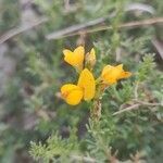 Genista morisii flower picture by Fabrizio Fabrizio Tatti (cc-by-sa)