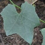 Luffa aegyptiaca leaf picture by Prasanta Hembram (cc-by-sa)