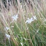 Anthericum ramosum habit picture by Marjorie Berard (cc-by-sa)