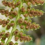 Asplenium fontanum fruit picture by margarida vila (cc-by-sa)