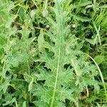 Cirsium spinosissimum leaf picture by k&v&m (cc-by-sa)