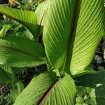 Curcuma zedoaria leaf picture by Anilkumar Gopalan (cc-by-sa)