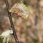 Salix humilis flower picture by Vicki Brown (cc-by-sa)