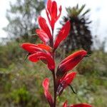 Castilleja integrifolia flower picture by Fabien Anthelme (cc-by-sa)