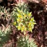 Euphorbia pithyusa flower picture by hieracium eriophorum (cc-by-sa)