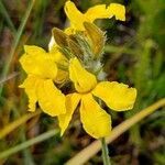 Goodenia glomerata flower picture by Boris Therock (cc-by-sa)