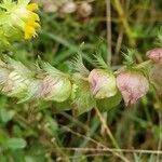 Rhinanthus glacialis fruit picture by Philipp Ulmer (cc-by-sa)