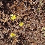 Carlina racemosa habit picture by Maarten Vanhove (cc-by-sa)