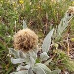 Centaurea uniflora fruit picture by Eric Rebsamen (cc-by-sa)