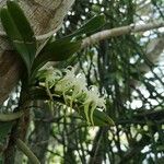 Angraecum calceolus flower picture by Julio Quadros (cc-by-sa)