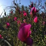 Lathyrus tingitanus flower picture by Neus Valls (cc-by-sa)