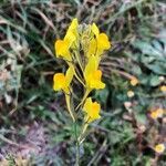 Linaria viscosa flower picture by David Maria (cc-by-sa)