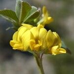 Medicago suffruticosa flower picture by margarida vila (cc-by-sa)