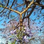 Jacaranda mimosifolia flower picture by Pons Serafin (cc-by-sa)