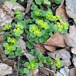 Chrysosplenium oppositifolium habit picture by Jean-Marie Frenoux (cc-by-sa)