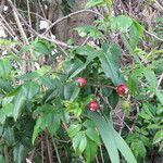 Rosa sempervirens fruit picture by claire Felloni (cc-by-sa)