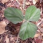 Centrosema pubescens leaf picture by Denis Bastianelli (cc-by-sa)