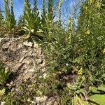 Aethusa cynapium habit picture by Patrice Bracquart (cc-by-sa)